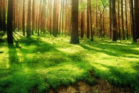 世界游泳接力技术分析师团队名单发布，游泳接力选手